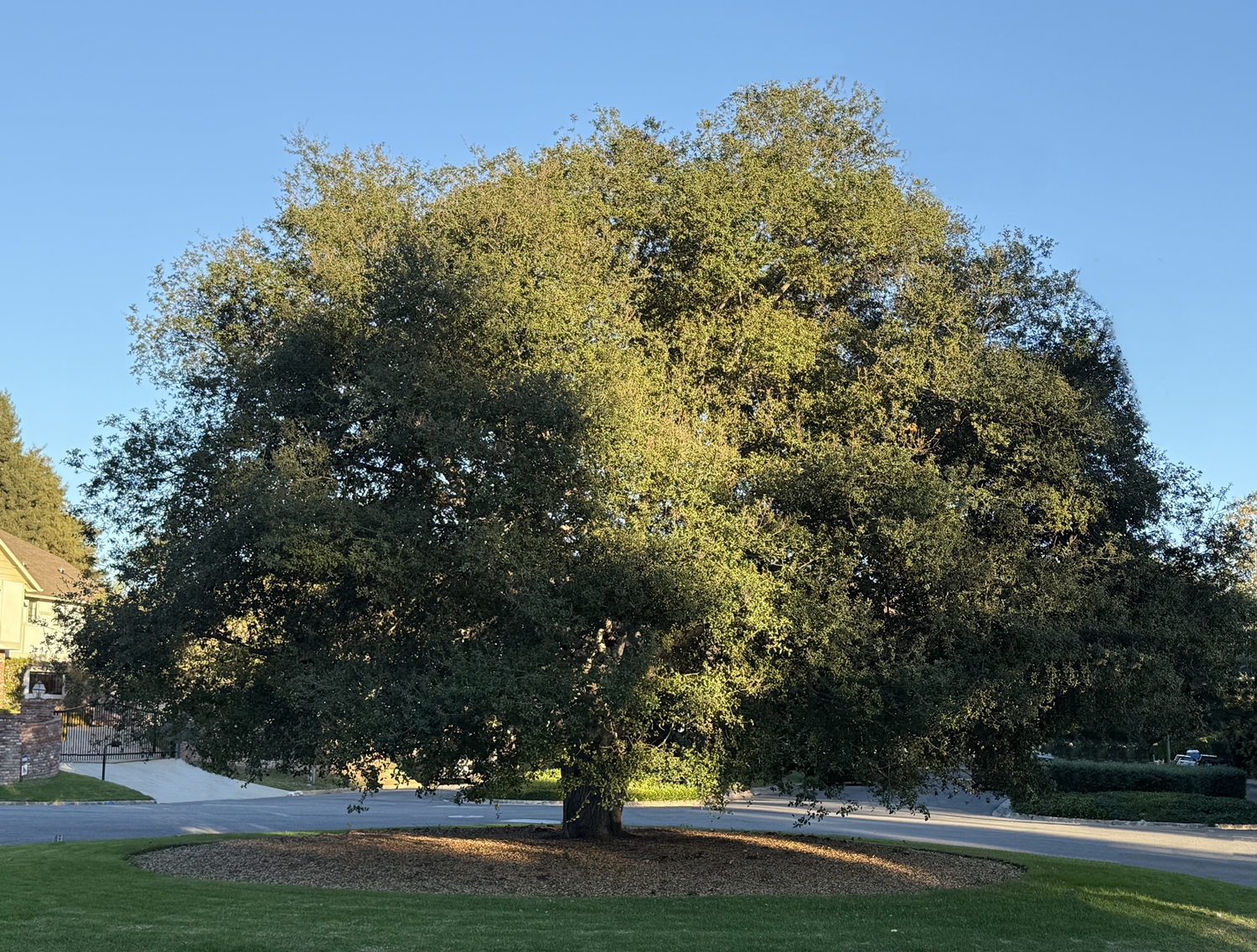 Web-1-REA_OAK_resized